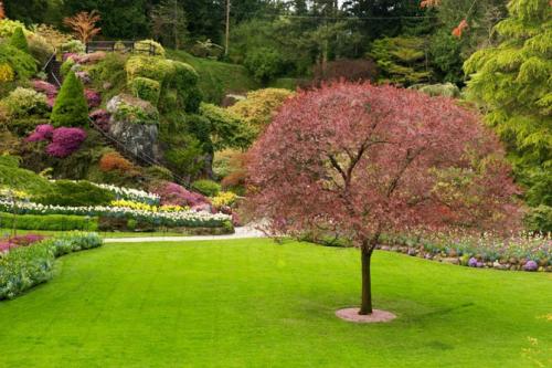 Декоративные деревья каталог. Декоративные деревья для сада – названия, описания, фото