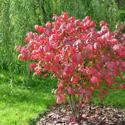 Декоративные деревья для сада. Лиственные 12