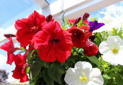 Цветы похожие на петунии, но мелкие. Топ-5 однолетников похожих на петунию 13 Цветы похожие на петунии, но мелкие. Топ-5 однолетников похожих на петунию 13