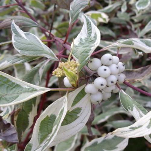 Декоративные деревья для сада. Лиственные 17