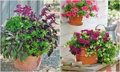 Калибрахоа и петуния отличия. В гостях у сказочных цветов: петуния и калибрахоа