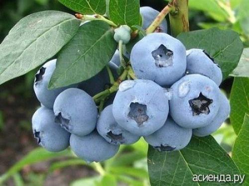 Кустарники со съедобными ягодами. Кустарники со съедобными плодами