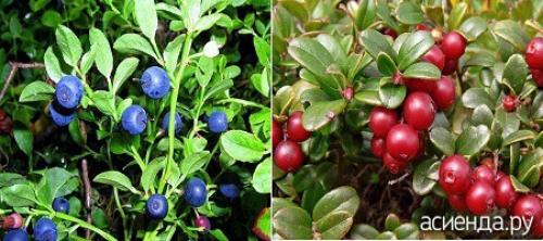 Кустарники со съедобными ягодами. Кустарники со съедобными плодами