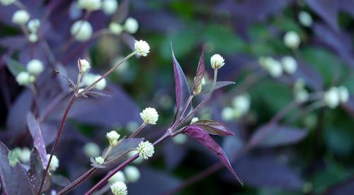 Кустарники цветущие все лето зимостойкие многолетние. Спирея 12