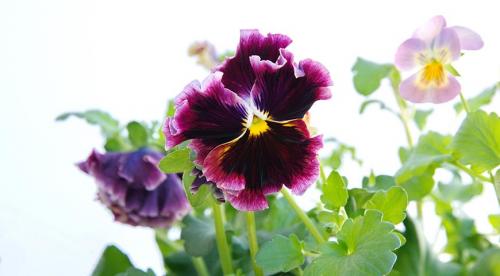 Кустарники цветущие все лето зимостойкие многолетние. Спирея 14