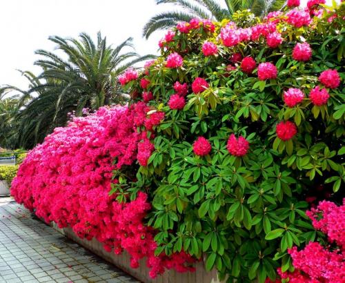 Декоративные растения для сада. Декоративные растения — лучшие и самые популярные растения для сада (115 фото)