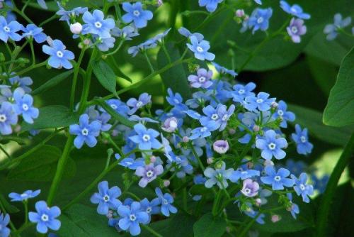 Садовые и декоративные растения. Садовые цветы: фото, названия и описания (каталог)