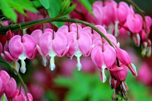 Садовые и декоративные растения. Садовые цветы: фото, названия и описания (каталог)