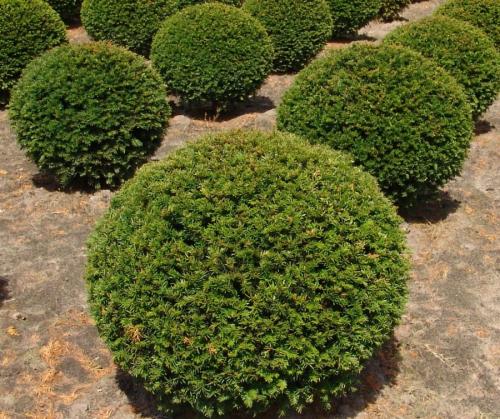 Декоративные растения для сада. Декоративные растения — лучшие и самые популярные растения для сада (115 фото)