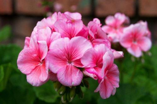 Садовые и декоративные растения. Садовые цветы: фото, названия и описания (каталог)