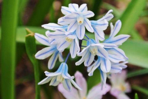 Садовые и декоративные растения. Садовые цветы: фото, названия и описания (каталог)