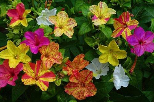 Садовые и декоративные растения. Садовые цветы: фото, названия и описания (каталог)