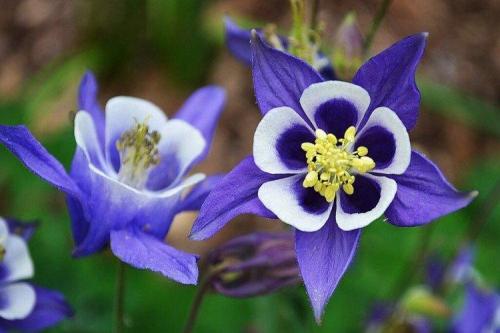 Садовые и декоративные растения. Садовые цветы: фото, названия и описания (каталог)