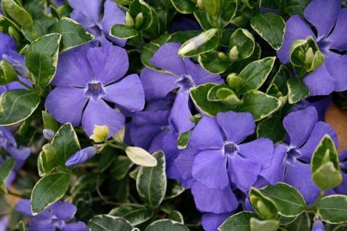 Садовые и декоративные растения. Садовые цветы: фото, названия и описания (каталог)