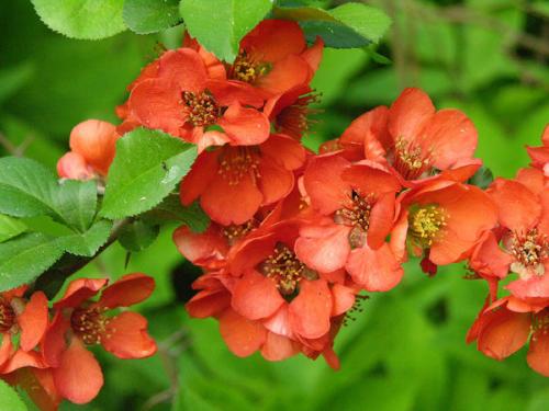 Декоративно-цветущие кустарники для сада. Сад цветущих кустарников: какие растения выбрать