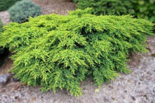 Кустарники названия. Декоративные кустарники: названия, фото и описания (каталог)