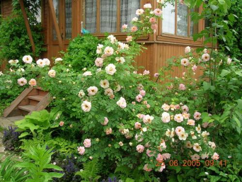 Декоративно-цветущие кустарники для сада. Сад цветущих кустарников: какие растения выбрать