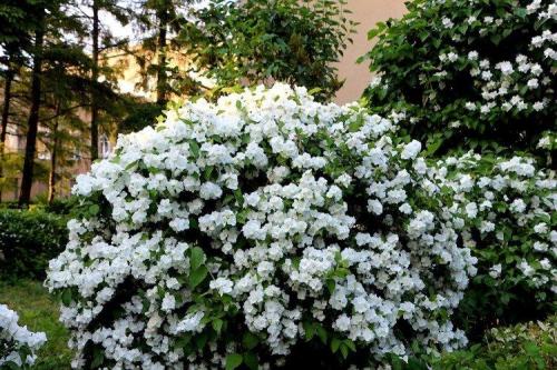 Кустарники названия. Декоративные кустарники: названия, фото и описания (каталог)