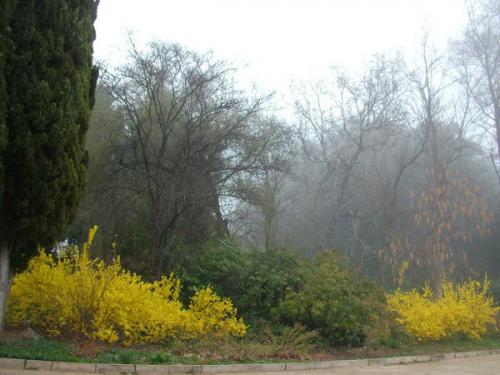 Декоративно-цветущие кустарники для сада. Сад цветущих кустарников: какие растения выбрать