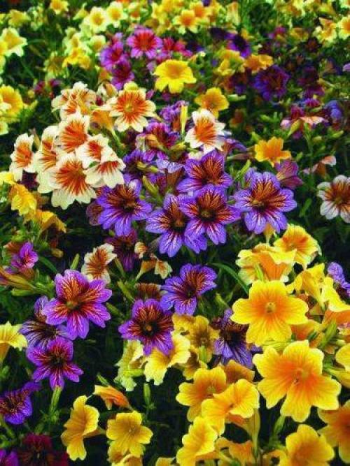 Лучшие цветущие однолетние лианы для сада. Воспользуйтесь однолетними вьющимися растениями для дачи