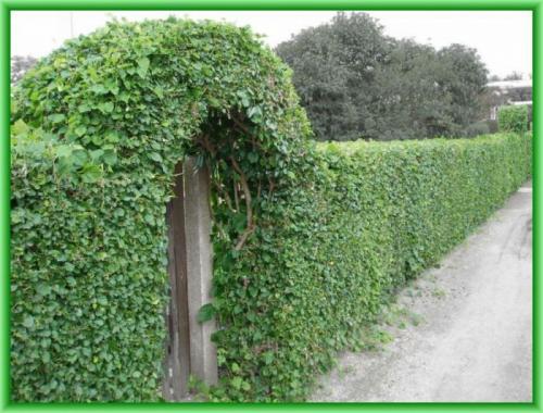 Быстрорастущие вьющиеся однолетники. Общие рекомендации желающим украсить забор, строения, участок.