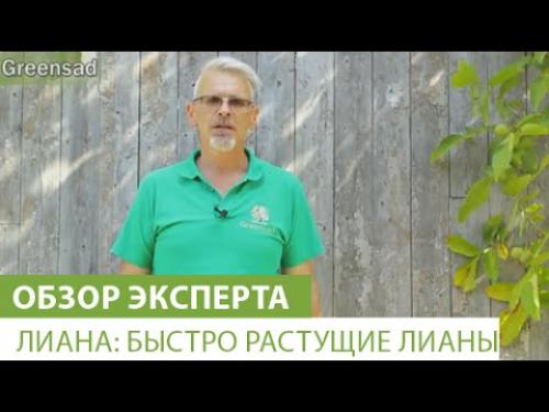 Лучшие цветущие однолетние лианы для сада. Воспользуйтесь однолетними вьющимися растениями для дачи 18