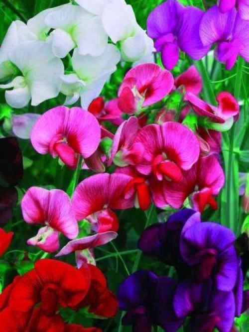 Лучшие цветущие однолетние лианы для сада. Воспользуйтесь однолетними вьющимися растениями для дачи