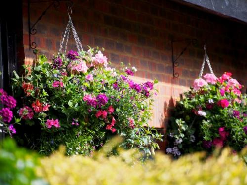 Лучшие однолетники. Лучшие однолетние цветы — неприхотливо односезонные цветы украшают ваш сад весь теплый сезон