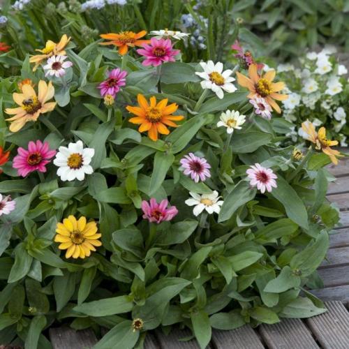 Лучшие однолетники. Лучшие однолетние цветы — неприхотливо односезонные цветы украшают ваш сад весь теплый сезон