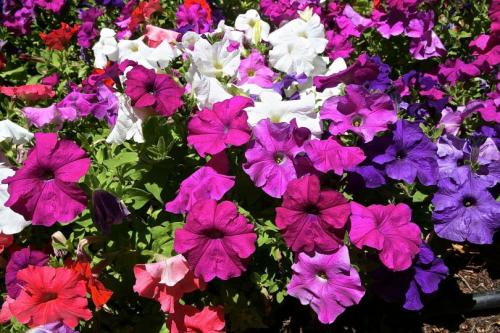 Лучшие однолетники. Лучшие однолетние цветы — неприхотливо односезонные цветы украшают ваш сад весь теплый сезон