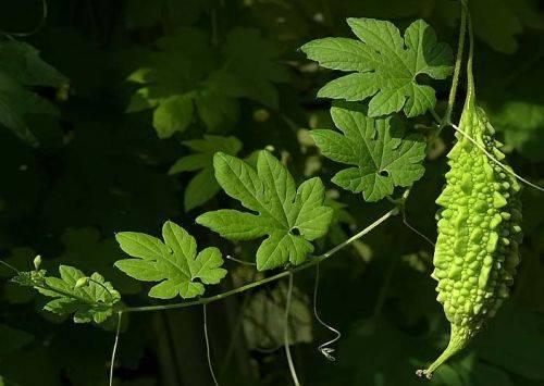 Лучшие цветущие однолетние лианы для сада. Воспользуйтесь однолетними вьющимися растениями для дачи