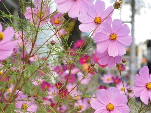 Лучшие однолетники. Лучшие однолетние цветы — неприхотливо односезонные цветы украшают ваш сад весь теплый сезон