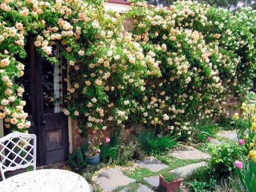 Красивоцветущие лианы. 10 цветущих лиан для сада