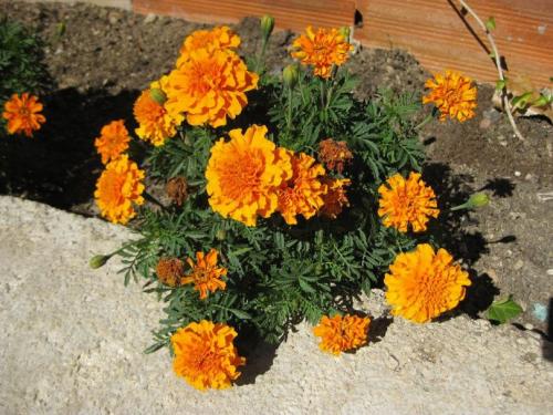 Лучшие однолетники. Лучшие однолетние цветы — неприхотливо односезонные цветы украшают ваш сад весь теплый сезон