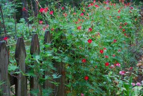 Быстрорастущие вьющиеся однолетники. Общие рекомендации желающим украсить забор, строения, участок.