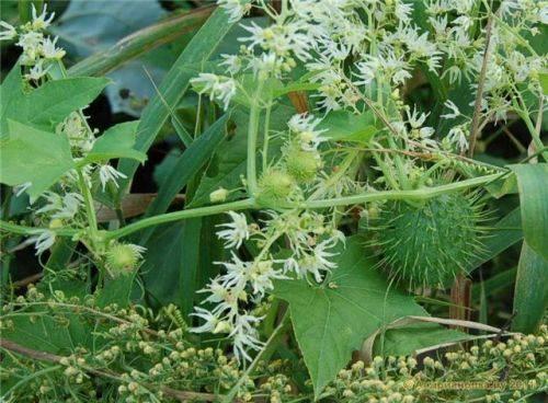 Лучшие цветущие однолетние лианы для сада. Воспользуйтесь однолетними вьющимися растениями для дачи