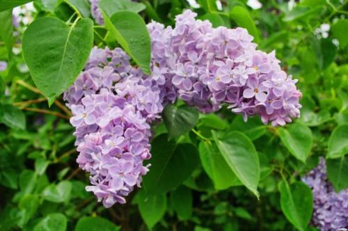 Выбираем декоративные кустарники для Подмосковья. 30 зимостойких многолетних цветущих кустарников для Подмосковья