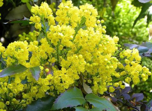 Выбираем декоративные кустарники для Подмосковья. 30 зимостойких многолетних цветущих кустарников для Подмосковья