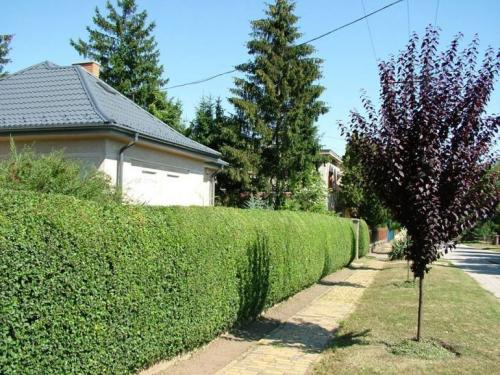 Быстрорастущие декоративные кустарники. Быстрорастущая вечнозеленая живая изгородь – кустарники и деревья