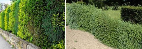 Быстрорастущие декоративные кустарники. Быстрорастущая вечнозеленая живая изгородь – кустарники и деревья