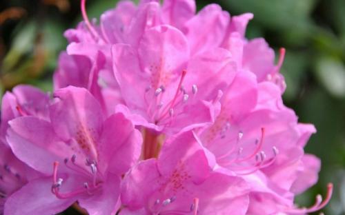 Выбираем декоративные кустарники для Подмосковья. 30 зимостойких многолетних цветущих кустарников для Подмосковья