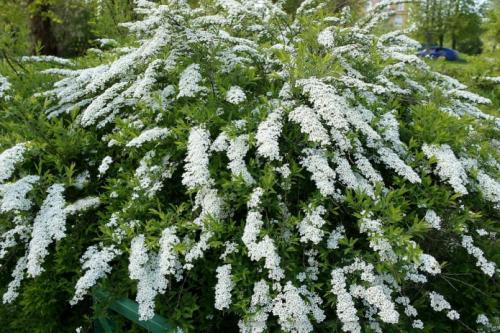 Выбираем декоративные кустарники для дачи. Декоративные кустарники: названия, фото и описания (каталог) 19