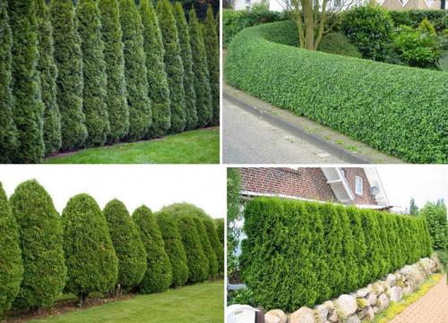 Быстрорастущие декоративные кустарники. Быстрорастущая вечнозеленая живая изгородь – кустарники и деревья