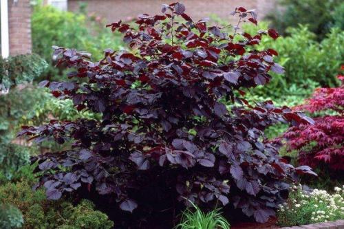 Выбираем декоративные кустарники для дачи. Декоративные кустарники: названия, фото и описания (каталог)