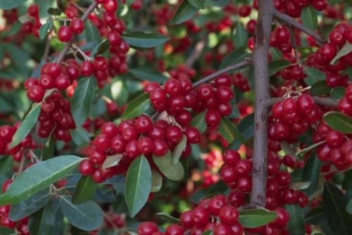 Дикорастущие кустарники Подмосковья. Кустарники России