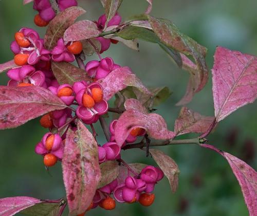 Выбираем декоративные кустарники для Подмосковья. 30 зимостойких многолетних цветущих кустарников для Подмосковья