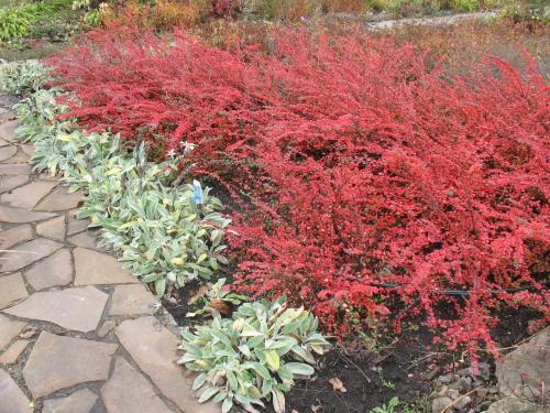 Низкорослые декоративные кустарники. Красивые низкорослые кусты, которые стоит посадить в своем саду