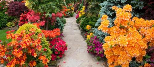 Декоративно-цветущие кустарники для сада и дачи. Какие кустарники выбрать