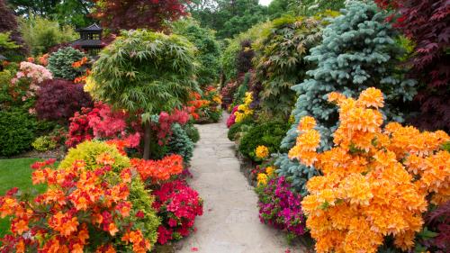 Декоративные кустарники. Красивые многолетние кустарники для декора сада