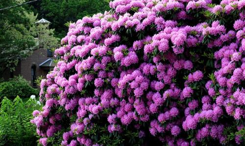 Декоративные кустарники. Красивые многолетние кустарники для декора сада